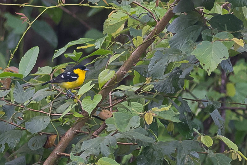 Gewone iora (Aegithina tiphia)